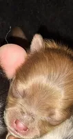 M4 Darcy pup, a male Pomeranian for sale in Houston, TX – 1 of 2
