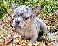 Bob (light blue collar), a female French Bulldog for sale in Geneseo, IL – Photo 4 of 4