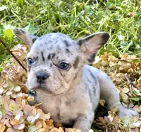 Bob (light blue collar), a female French Bulldog for sale in Geneseo, IL – Photo 2 of 4