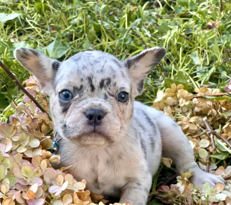 Bob (light blue collar)