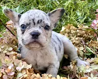Bob (light blue collar), a female French Bulldog for sale in Geneseo, IL – Photo 3 of 4