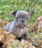 Hank (dark blue collar), a male French Bulldog for sale in Geneseo, IL – Photo 2 of 5