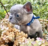 Hank (dark blue collar), a male French Bulldog for sale in Geneseo, IL – Photo 3 of 5