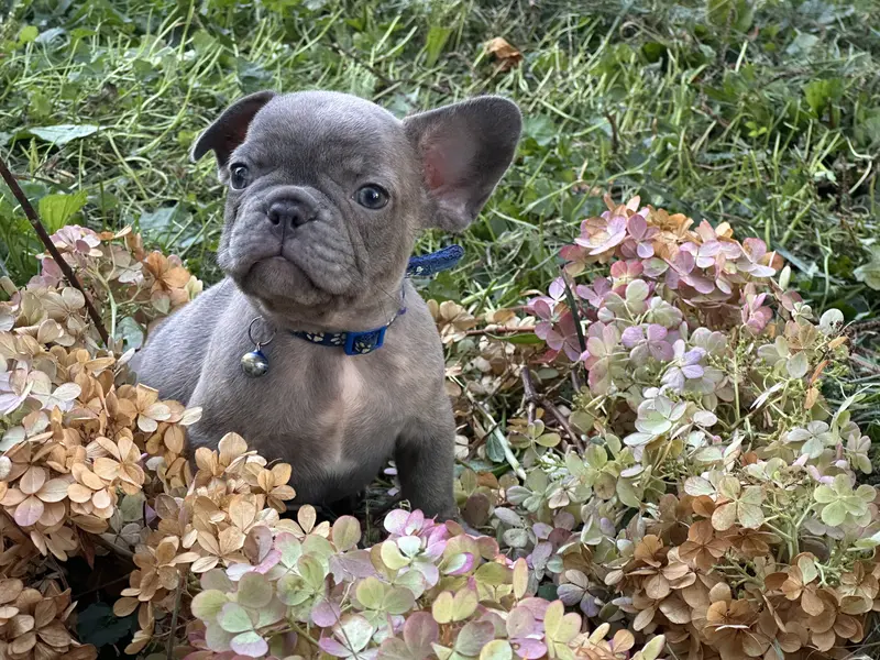 Hank (dark blue collar)