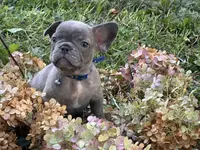 Hank (dark blue collar), a male French Bulldog for sale in Geneseo, IL – Photo 1 of 5