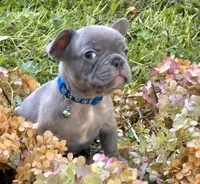 Hank (dark blue collar), a male French Bulldog for sale in Geneseo, IL – Photo 5 of 5