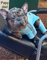 Ginger (cream), a female French Bulldog for sale in Geneseo, IL – Photo 9 of 10