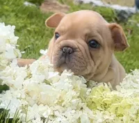 Ginger (cream), a female French Bulldog for sale in Geneseo, IL – Photo 1 of 10