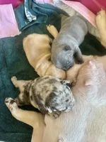 Ginger (cream), a female French Bulldog for sale in Geneseo, IL – Photo 6 of 10