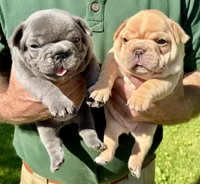 Ginger (cream), a female French Bulldog for sale in Geneseo, IL – Photo 7 of 10