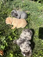 Ginger (cream), a female French Bulldog for sale in Geneseo, IL – Photo 8 of 10