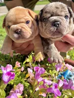 Ginger (cream), a female French Bulldog for sale in Geneseo, IL – Photo 5 of 10