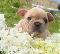 Ginger (cream), a female French Bulldog for sale in Geneseo, IL – Photo 2 of 10