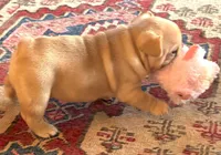 Ginger (cream), a female French Bulldog for sale in Geneseo, IL – Photo 4 of 10