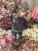 Steve (green collar-brindle)), a male French Bulldog for sale in Geneseo, IL – Photo 8 of 8