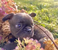 Steve (green collar-brindle)), a male French Bulldog for sale in Geneseo, IL – Photo 6 of 8