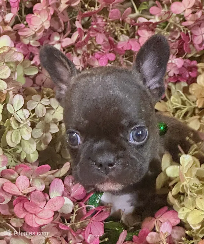 Steve (green collar-brindle))