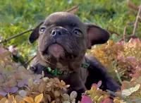 Steve (green collar-brindle)), a male French Bulldog for sale in Geneseo, IL – Photo 2 of 8