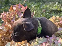 Steve (green collar-brindle)), a male French Bulldog for sale in Geneseo, IL – Photo 7 of 8