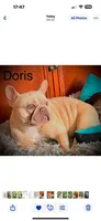 Maggie (merle), a female French Bulldog for sale in Geneseo, IL – Photo 10 of 10
