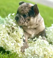 Maggie (merle), a female French Bulldog for sale in Geneseo, IL – Photo 3 of 10