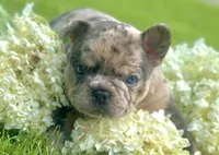 Maggie (merle), a female French Bulldog for sale in Geneseo, IL – Photo 4 of 10