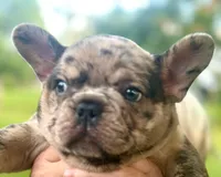 Maggie (merle), a female French Bulldog for sale in Geneseo, IL – Photo 2 of 10