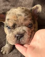 Maggie (merle), a female French Bulldog for sale in Geneseo, IL – Photo 6 of 10