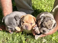 Maggie (merle), a female French Bulldog for sale in Geneseo, IL – Photo 5 of 10