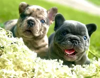 Maggie (merle), a female French Bulldog for sale in Geneseo, IL – Photo 8 of 10