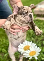 Maggie (merle), a female French Bulldog for sale in Geneseo, IL – Photo 1 of 10