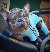 Maggie (merle), a female French Bulldog for sale in Geneseo, IL – Photo 9 of 10