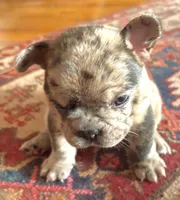 Maggie (merle), a female French Bulldog for sale in Geneseo, IL – Photo 7 of 10