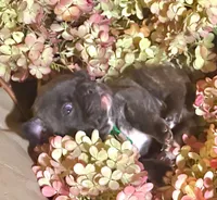 Pete green collar-brindle, a male French Bulldog for sale in Geneseo, IL – Photo 8 of 8