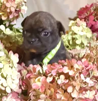 Pete green collar-brindle, a male French Bulldog for sale in Geneseo, IL – Photo 6 of 8