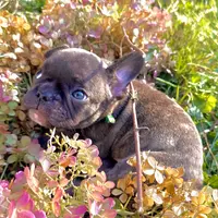 Pete green collar-brindle, a male French Bulldog for sale in Geneseo, IL – Photo 5 of 8