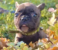 Pete green collar-brindle, a male French Bulldog for sale in Geneseo, IL – Photo 4 of 8