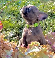 Pete green collar-brindle, a male French Bulldog for sale in Geneseo, IL – Photo 7 of 8