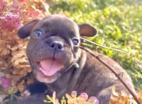 Pete green collar-brindle, a male French Bulldog for sale in Geneseo, IL – Photo 2 of 8