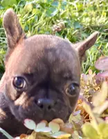 Pete green collar-brindle, a male French Bulldog for sale in Geneseo, IL – Photo 3 of 8