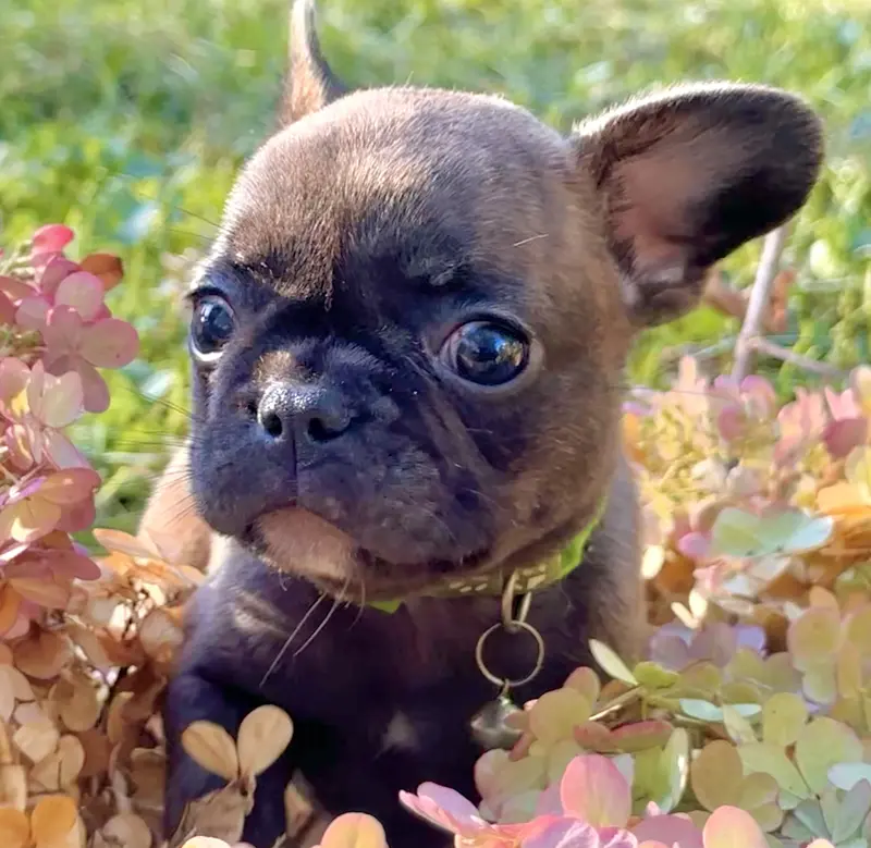 Pete green collar-brindle