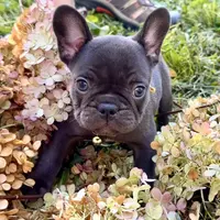 Samantha (black) young female (15lbs), a female French Bulldog for sale in Geneseo, IL – Photo 2 of 7