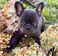 Samantha (yellow collar-black), a female French Bulldog for sale in Geneseo, IL – Photo 2 of 8