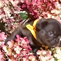 Samantha (black) young female (15lbs), a female French Bulldog for sale in Geneseo, IL – Photo 7 of 7