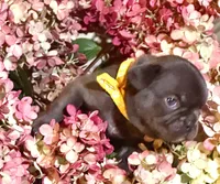 Samantha (yellow collar-black), a female French Bulldog for sale in Geneseo, IL – Photo 8 of 8