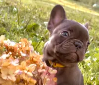 Samantha (yellow collar-black), a female French Bulldog for sale in Geneseo, IL – Photo 3 of 8