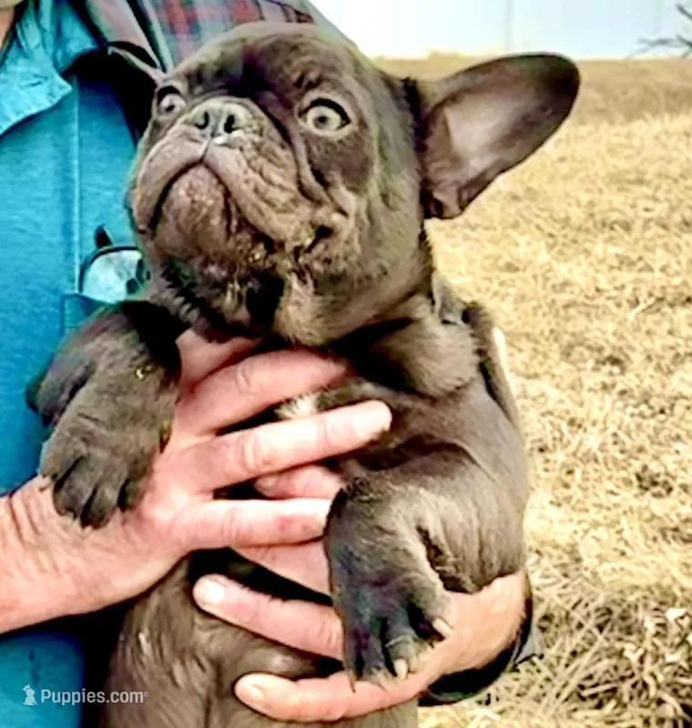 Samantha (yellow collar-black)