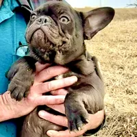 Samantha (black) young female (15lbs), a female French Bulldog for sale in Geneseo, IL – Photo 1 of 7