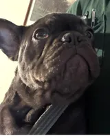 Samantha (yellow collar-black), a female French Bulldog for sale in Geneseo, IL – Photo 1 of 8