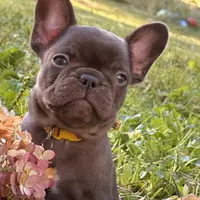 Samantha (black) young female (15lbs), a female French Bulldog for sale in Geneseo, IL – Photo 3 of 7